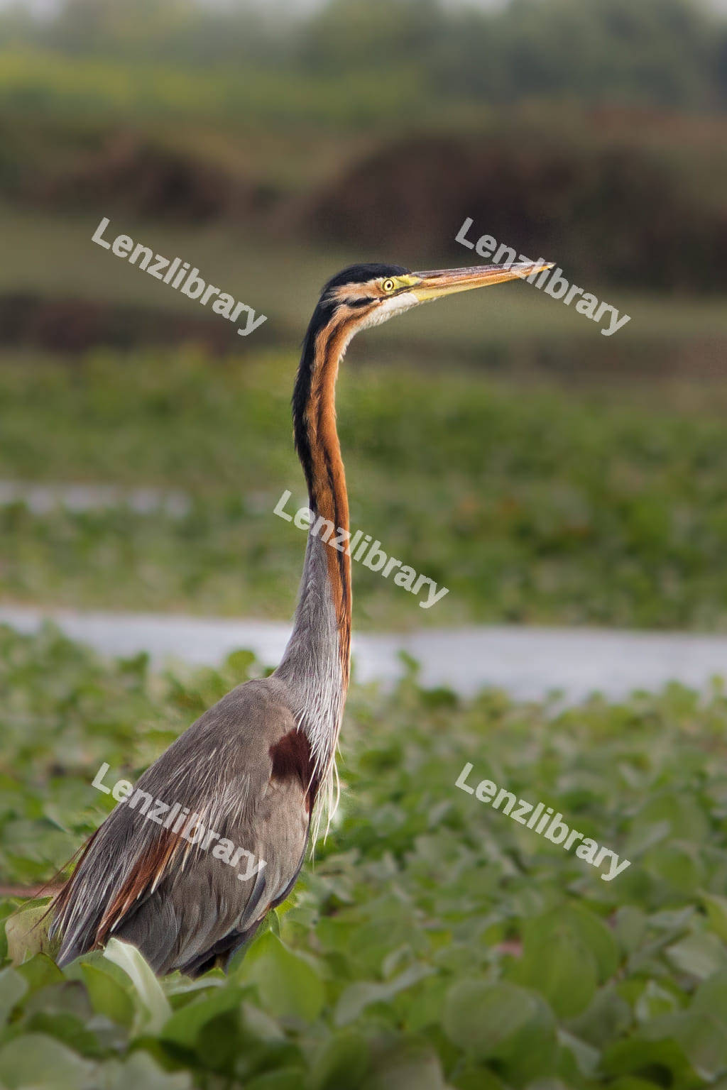 Great blue heron flying